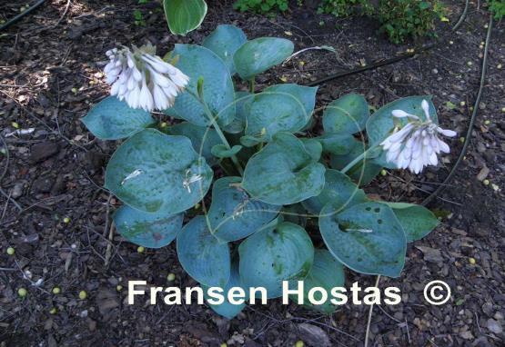 Hosta Lakeside Color Blue